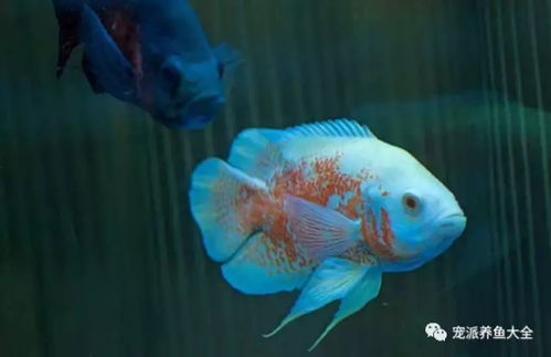 關(guān)心我們的魚(yú) 觀賞魚(yú)到底能活多久？從壽終正寢到各年齡一覽