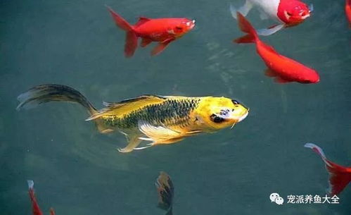 養(yǎng)了半年的觀賞魚(yú)依舊怕人？從躲藏到親近的完整指南