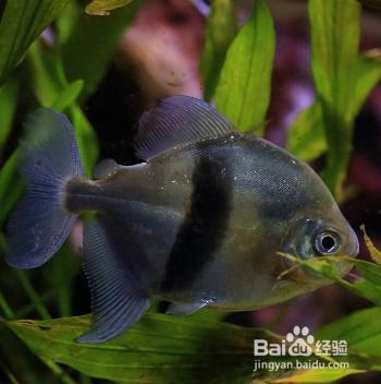 觀賞魚(yú)怎樣飼養(yǎng)