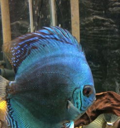 500元預(yù)算下的觀賞魚(yú)選擇與養(yǎng)殖指南