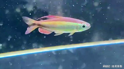 觀賞魚黃金二線剛果背鰭、臀鰭呈紅色，這是怎么回事？