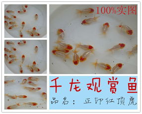 揚(yáng)州千龍觀賞魚(yú)養(yǎng)殖基地 精品金魚(yú)熱銷，盡顯水中藝術(shù)之美
