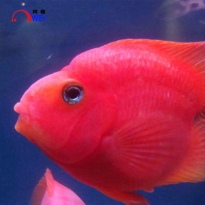 【臺(tái)灣觀賞魚(yú)】臺(tái)灣觀賞魚(yú)價(jià)格/圖片_臺(tái)灣觀賞魚(yú)批發(fā)/采購(gòu)_臺(tái)灣觀賞魚(yú)廠家/供應(yīng)商