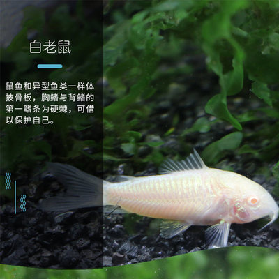 清道夫工具魚(yú)指南 金苔鼠、熊貓鼠與白老鼠魚(yú)的觀賞與搭配推薦